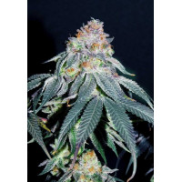 Auto Gorilla #5