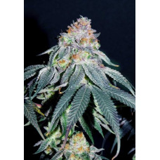 Auto Gorilla #5
