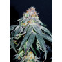 Семена конопли Auto Gorilla #5 от Marley Seedbank - Smartshop-smartshop.ua®