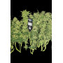 Семена каннабиса SOUR JEALOUSY Auto™