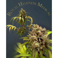 Royal Highness Feminised Silver