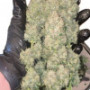 Семена каннабиса Wedding CHEESECAKE Auto