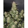 Сорт семян каннабиса Original AUTO OG KUSH
