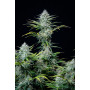 Cannabis seed variety WHITE WIDOW Auto