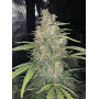 Cannabis seed variety RUSSIAN Auto