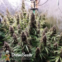 Семена конопли Black Opium от Divine Seeds - Smartshop-smartshop.ua®