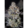 Cannabis seed variety TROPICANA Cookies FF