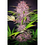 Семена каннабиса PURPLE LEMONADE Auto
