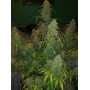 Cannabis seed variety TRAINWRECK Auto