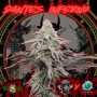 Семена конопли Dantes Inferno Feminised Silver от Error Seeds в Smartshop-smartshop.ua®