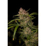 Семена каннабиса GUAVA Auto™