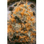 Сорт семян каннабиса Original AUTO AFGHAN KUSH
