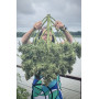Сорт семян каннабиса Original AUTO OG KUSH