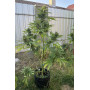 Сорт семян каннабиса Original AUTO AFGHAN KUSH