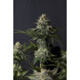 Cannabis seed variety Orange SHERBET FF