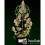 Семена конопли Fractal от Divine Seeds - Smartshop-smartshop.ua®
