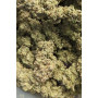 Сорт семян каннабиса Original AUTO CHEMDAWG