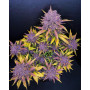 Семена каннабиса PURPLE LEMONADE Auto