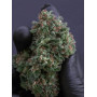Сорт семян каннабиса Original AUTO SOUR DIESEL