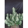 Семена каннабиса Z Auto (Zkittlez Auto)