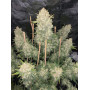 Сорт семян каннабиса Original AUTO OG KUSH