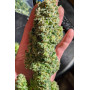Сорт семян каннабиса Original AUTO CRITICAL