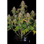 Сорт семян каннабиса Original AUTO CHEMDAWG