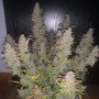 Cannabis seed variety Auto Brooklyn Sunrise Feminised Silver