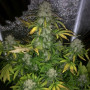 Семена конопли Auto Colorado Cookies Feminised Silver от Error Seeds - Smartshop-smartshop.ua®
