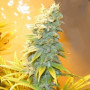 Семена конопли Auto Northern Blue Feminised Silver от Error Seeds - Smartshop-smartshop.ua®