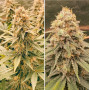 Семена конопли Power Plant Feminised Silver от Error Seeds - Smartshop-smartshop.ua®