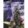 Семена конопли Auto Montreal от Divine Seeds - Smartshop-smartshop.ua®