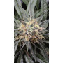 Семена конопли Euphoria от Divine Seeds - Smartshop-smartshop.ua®