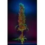 Семена конопли Divine OG Kush от Divine Seeds - Smartshop-smartshop.ua®