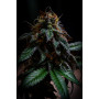 Семена конопли Euphoria от Divine Seeds - Smartshop-smartshop.ua®