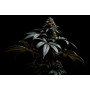 Семена конопли Euphoria от Divine Seeds - Smartshop-smartshop.ua®