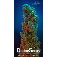 Divine OG Kush