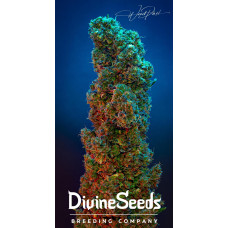 Divine OG Kush