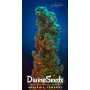 Семена конопли Divine OG Kush от Divine Seeds - Smartshop-smartshop.ua®