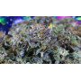 Семена конопли Divine OG Kush от Divine Seeds - Smartshop-smartshop.ua®