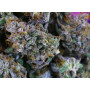 Семена конопли Divine OG Kush от Divine Seeds - Smartshop-smartshop.ua®