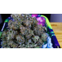 Семена конопли Divine OG Kush от Divine Seeds - Smartshop-smartshop.ua®