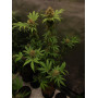 Семена конопли Euphoria от Divine Seeds - Smartshop-smartshop.ua®