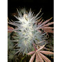 Семена конопли Black Opium от Divine Seeds - Smartshop-smartshop.ua®