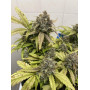 Семена конопли Auto Northern Lights от Divine Seeds - Smartshop-smartshop.ua®