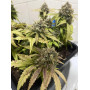 Семена конопли Auto Northern Lights от Divine Seeds - Smartshop-smartshop.ua®