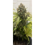 Семена конопли Auto Northern Lights от Divine Seeds - Smartshop-smartshop.ua®