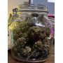 Семена конопли Auto Northern Lights от Divine Seeds - Smartshop-smartshop.ua®
