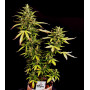 Семена конопли Auto Pablo Escobar от Divine Seeds - Smartshop-smartshop.ua®