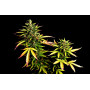 Семена конопли Auto Pablo Escobar от Divine Seeds - Smartshop-smartshop.ua®